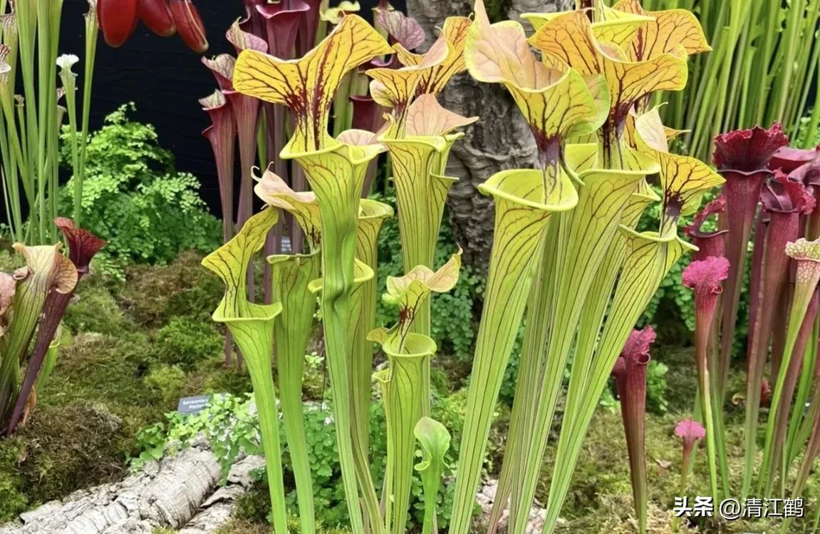 又好看又便宜的食虫植物,有什么推荐的食虫植物