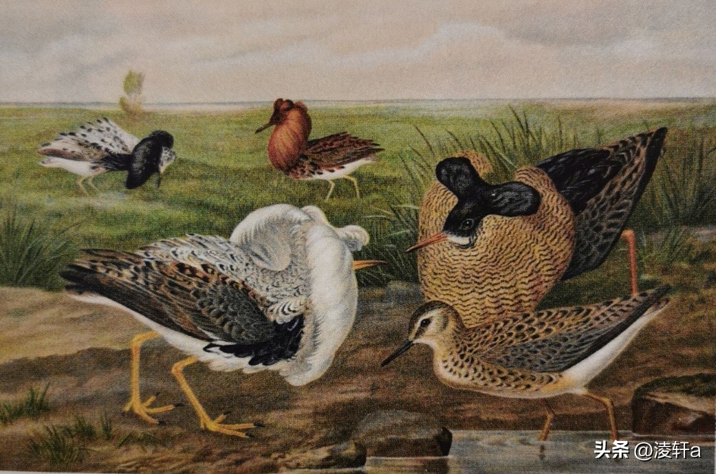 研究100种动物“*生活性**”后，牛津女博士发现人类与动物大同小异