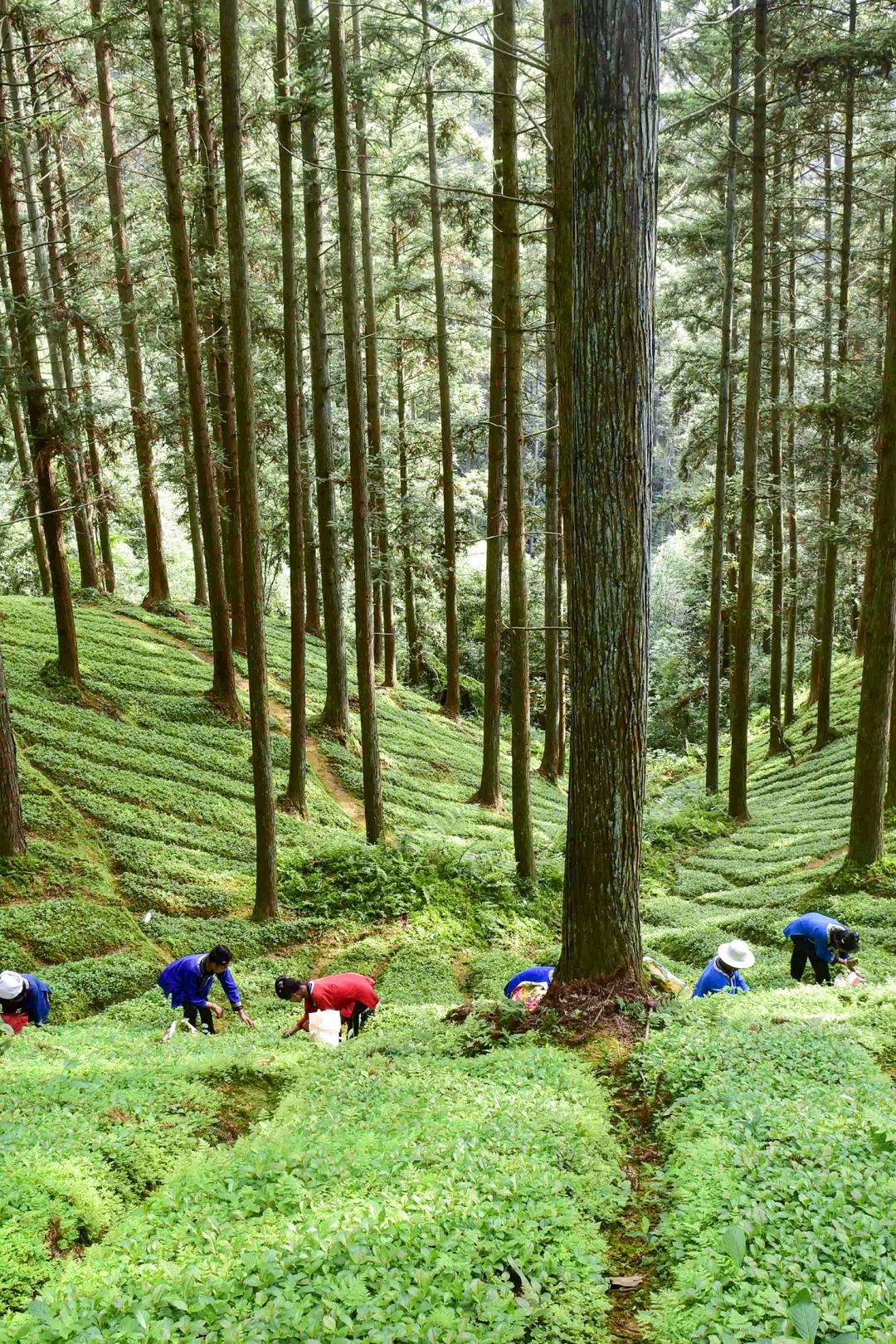 绿色狂想曲,绿色狂想曲三年级