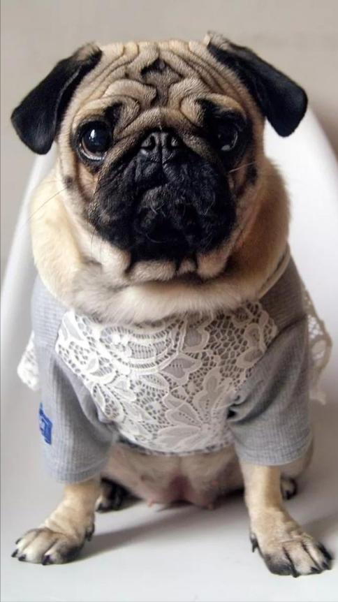 忠诚聪明老实便宜可爱跑得快的狗,什么狗无体味不掉毛聪明好喂养