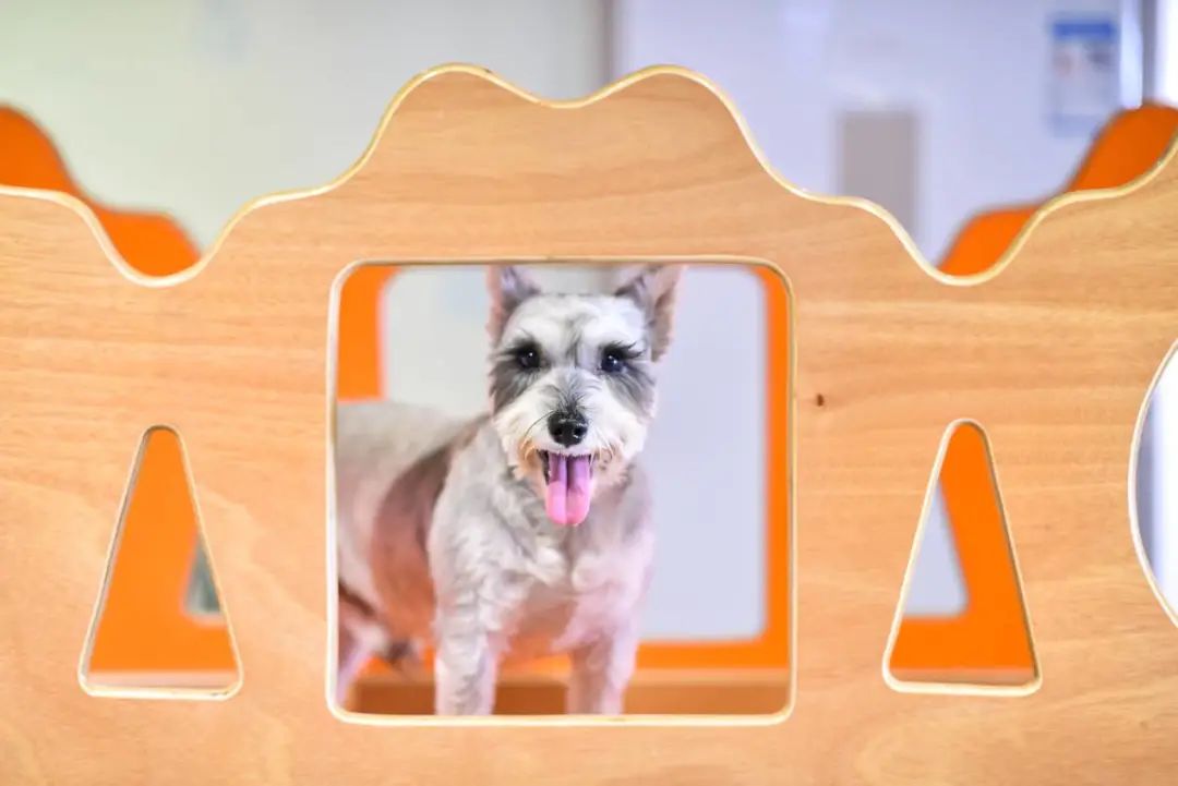 魔都宠物天地,魔都周边宠物友好景区