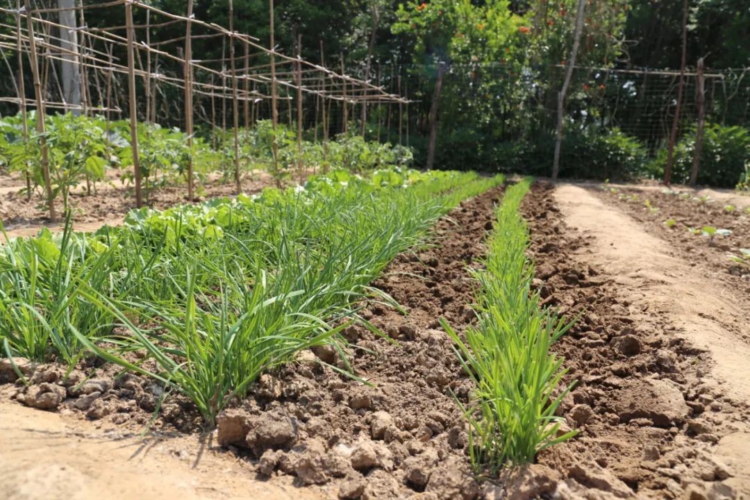 南京租地种菜农场,城市农夫屋顶蔬菜果园