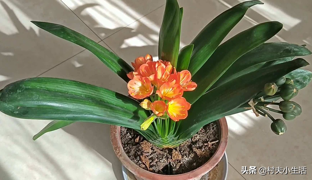 过期食用油如何处理后可以做肥料,用过的食用油怎样变成肥料