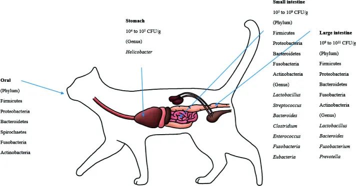 猫肠道菌群活性显微镜,猫肠道菌群类型图