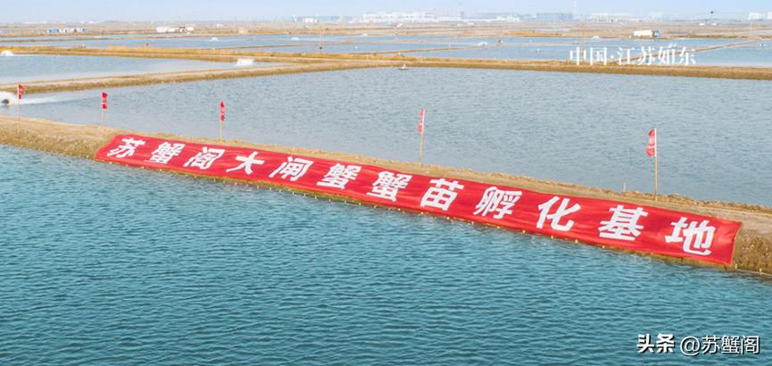 150元一个大闸蟹,正宗大闸蟹大概多少钱一只