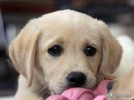 纯种拉布拉多犬特征,纯种拉布拉多和不纯种的区别在哪