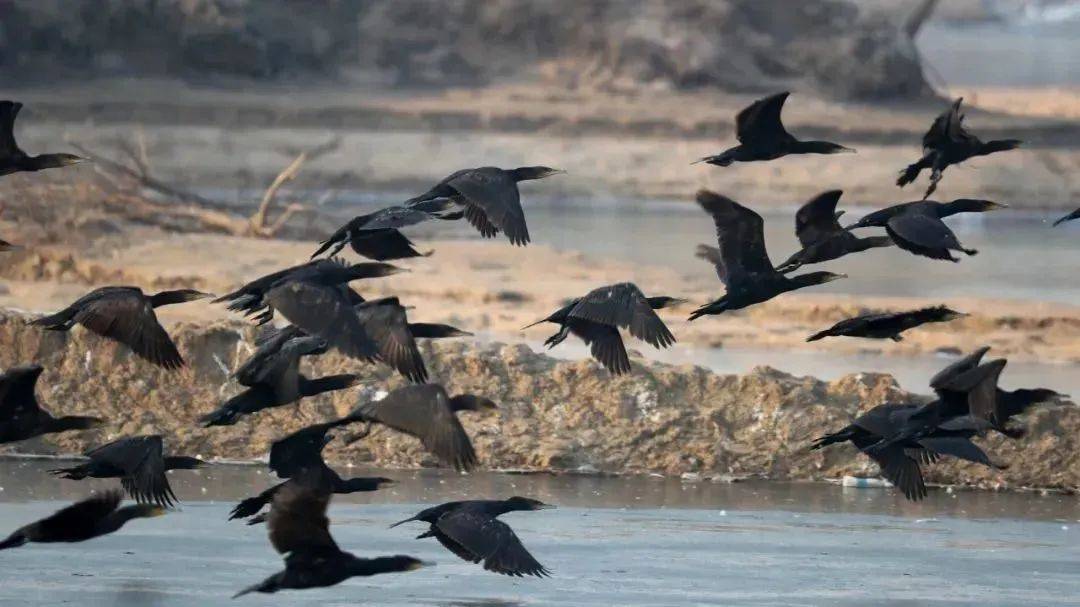 大雁照片图文,关于大雁的照片