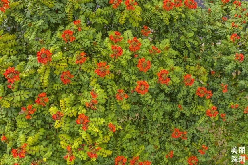 12月深圳赏花公园,11月份深圳哪个公园花好看