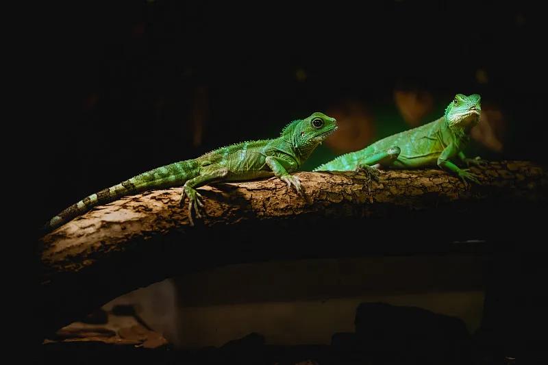 素食宠物食品,素食宠物零食有哪些品种
