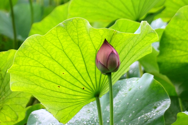 “热不热，就看五月十八”，明日五月十八，啥意思？