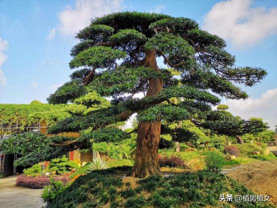 富不富门前栽这六棵树,富不富门前三棵树