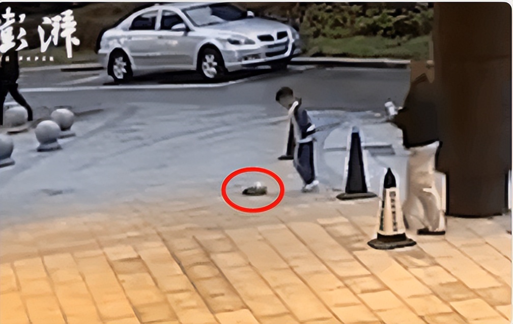 6岁公主活成“脚链囚徒”，背后的动物表演让人心疼