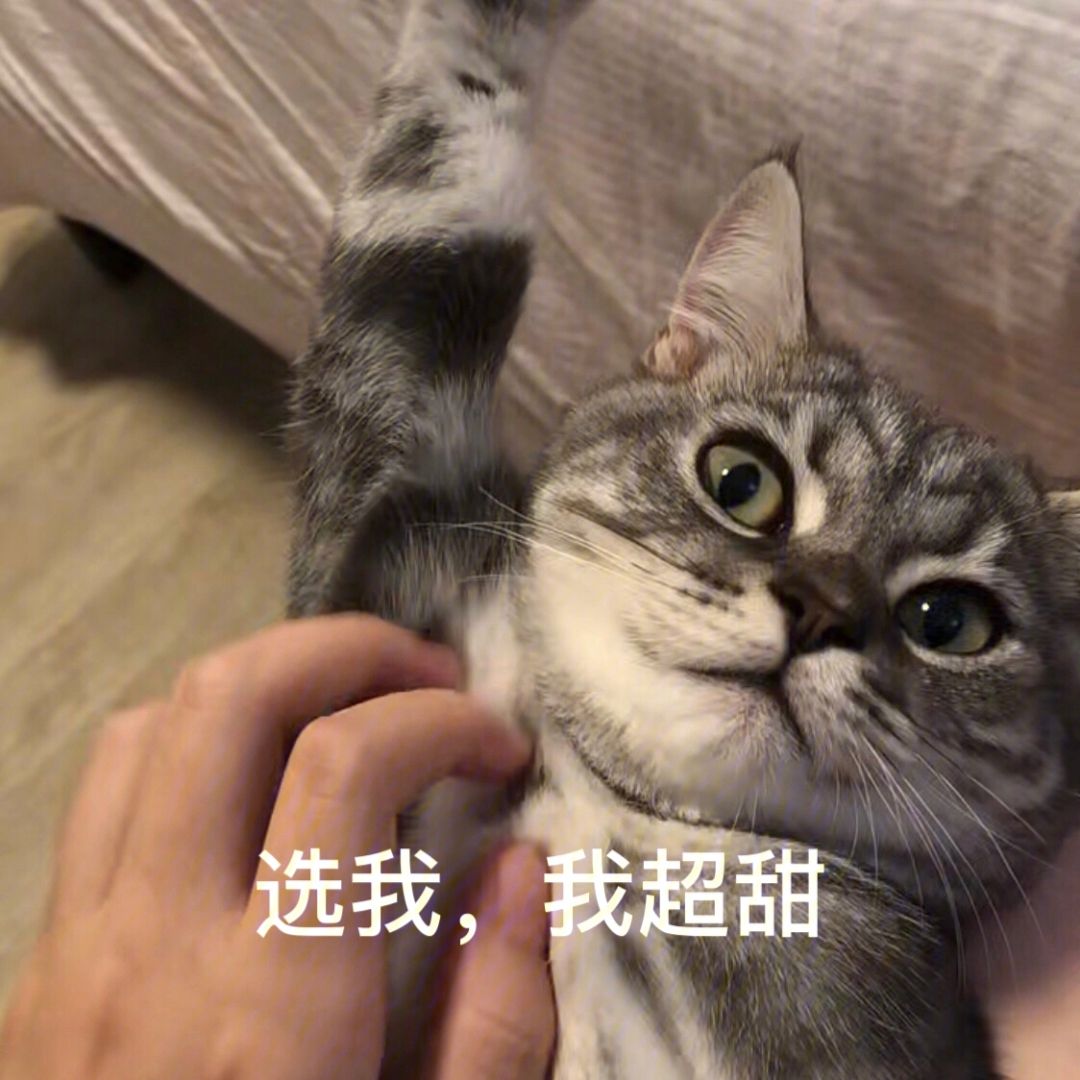 美短猫买一只大概多少钱,美短猫400元能买吗