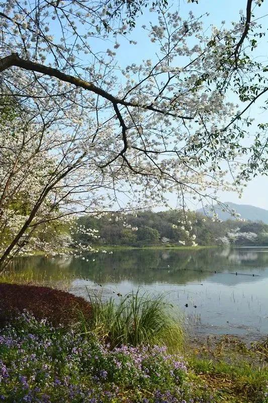 大草坪放风筝,草坪大风筝