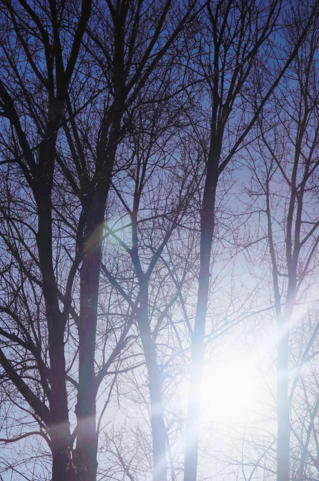 隆德园生活美学在冬日里编织一份美好