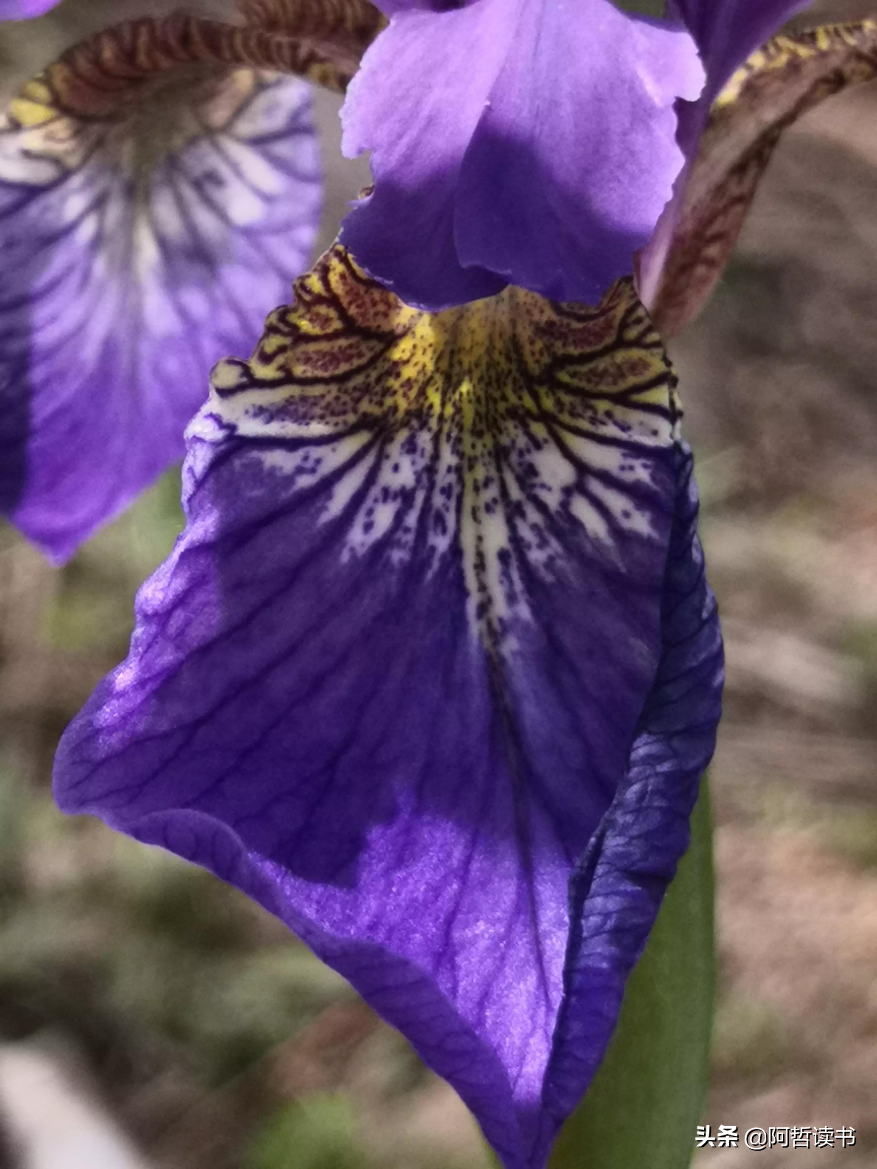 婀娜多姿鸢尾花,鸢尾花婀娜多姿