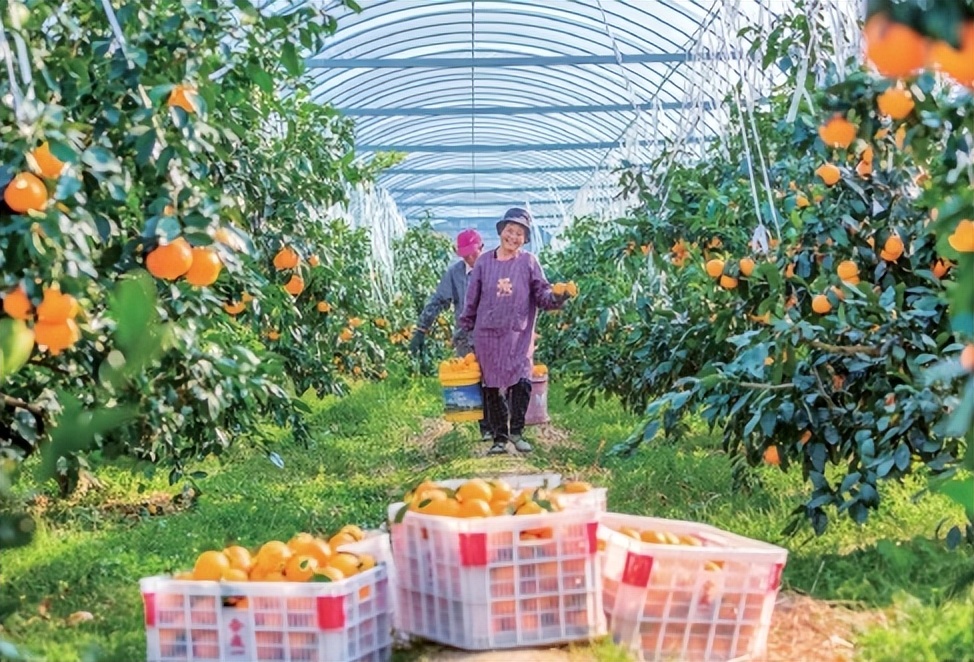 如何买到正宗的秭归伦晚？5个小技巧助你不踩坑