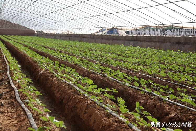 草莓的种植方法不用营养土种草莓,种草莓如果草莓苗有根如何种植