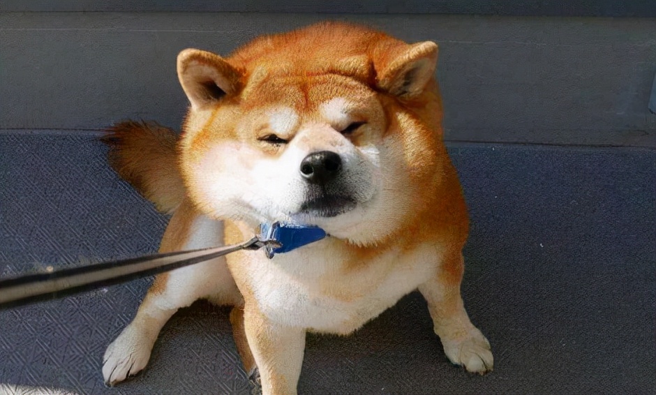 狗狗没有食欲精神不振又呕吐,狗狗没有食欲怎样做可以吃