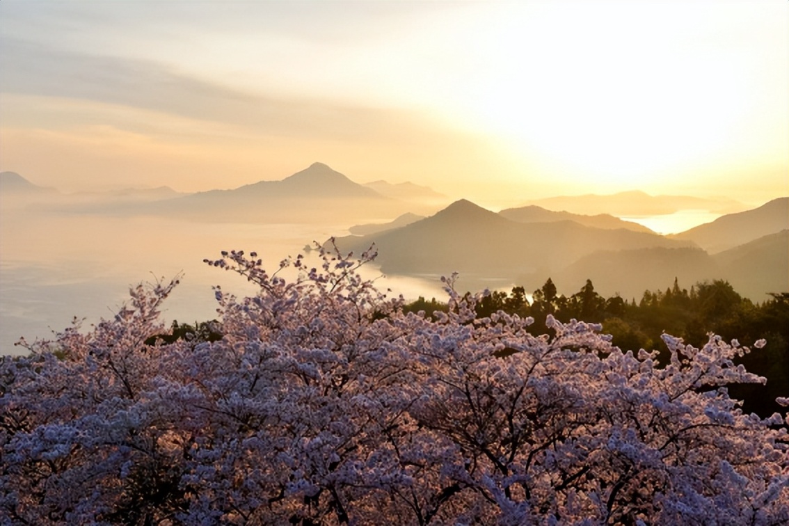 2023日本樱花什么时候开花,2023年日本樱花开放预测