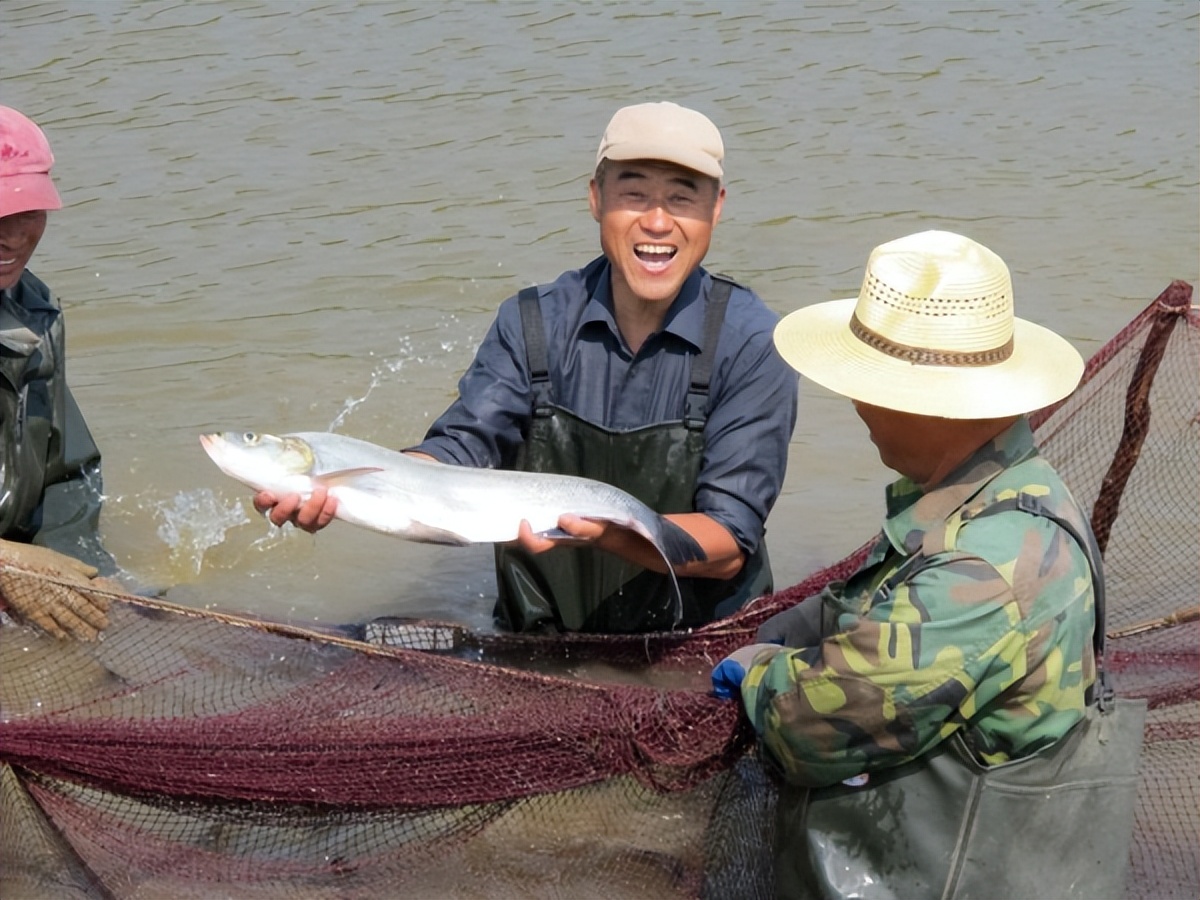 舌尖上的湖鲜鱼,美食篇之兴凯湖大白鱼