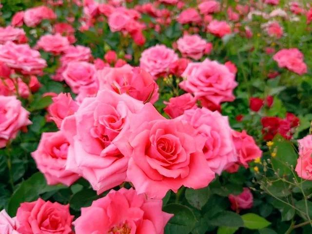 我爱月季花歌曲,我爱月季花300字