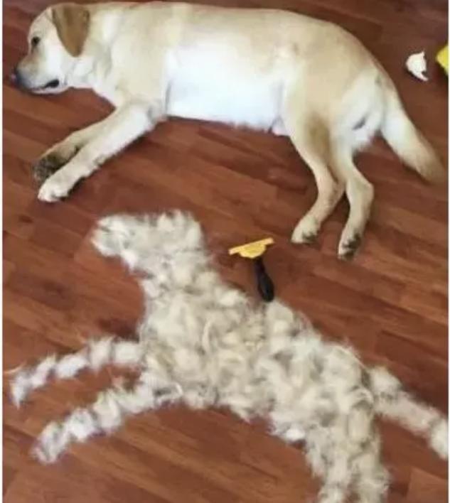 狗狗脱毛了长不出来毛了怎么办,狗狗脱毛如何治疗