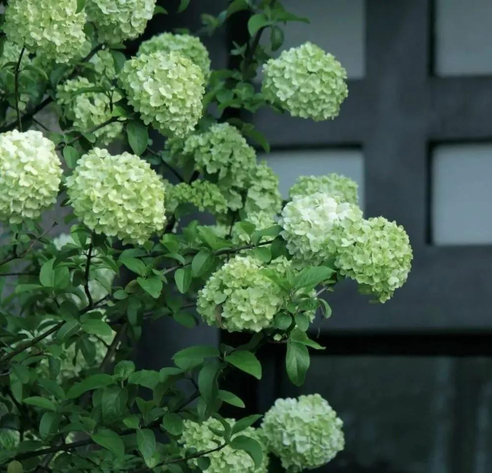 哪些适合家里种植寓意好的植物,最好的风水植物花