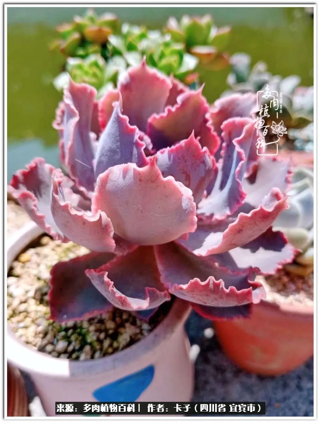 送我一轮明月文案,送我一轮明月