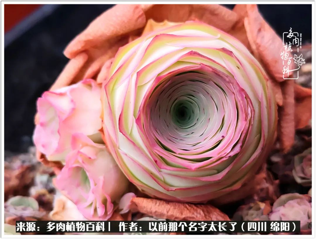 夏天山地玫瑰,小清新山地玫瑰