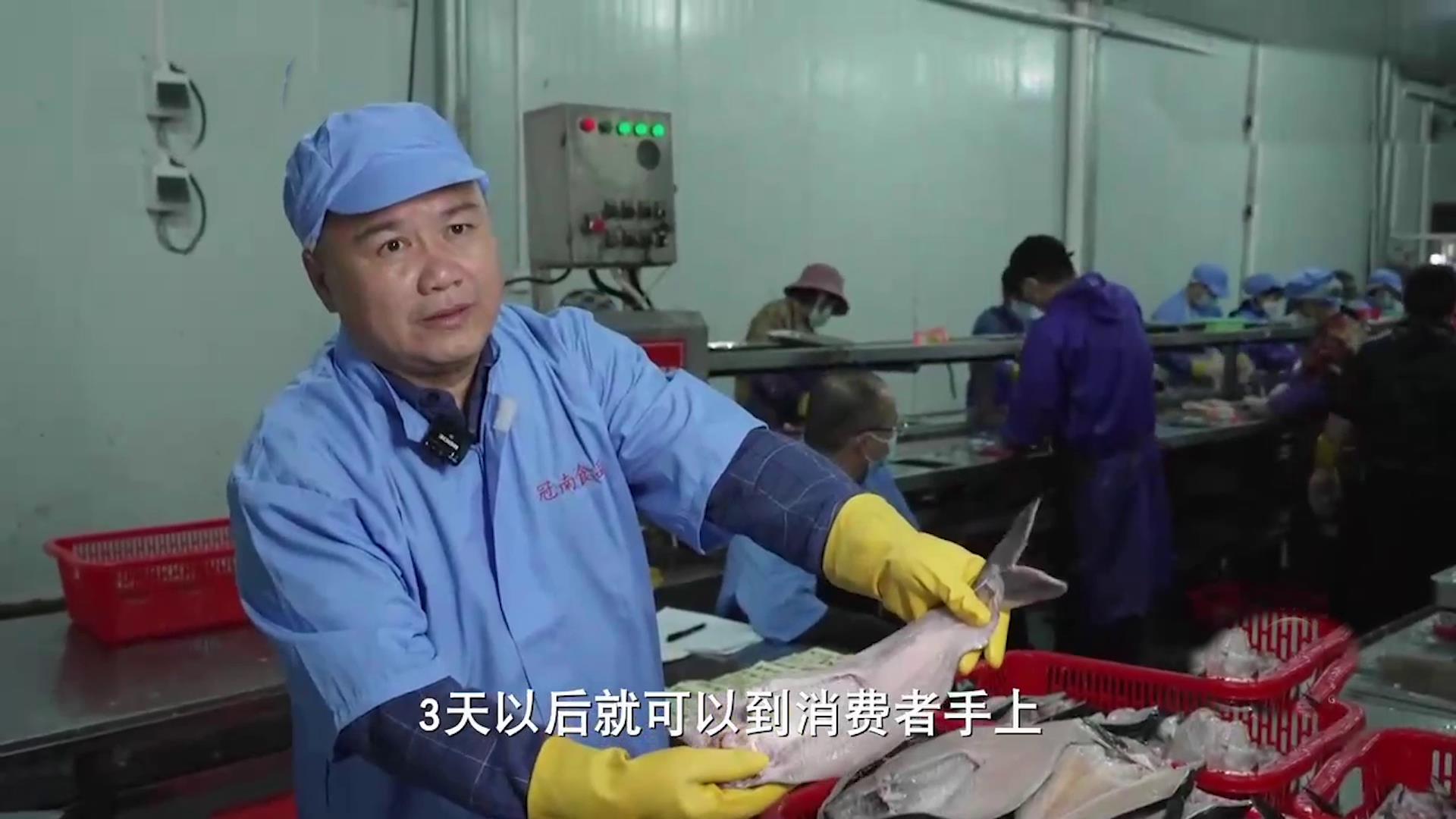 广西老汉把黄鱼变白鱼，一亩鱼塘稳赚3万元，带当地上百农户增收