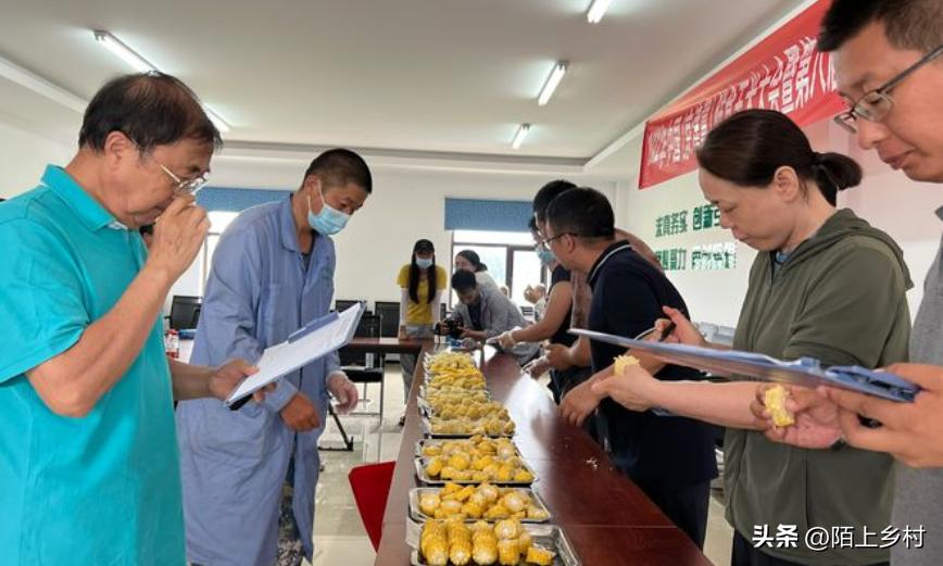 全国哪里的玉米最多最便宜,哪儿的玉米最好