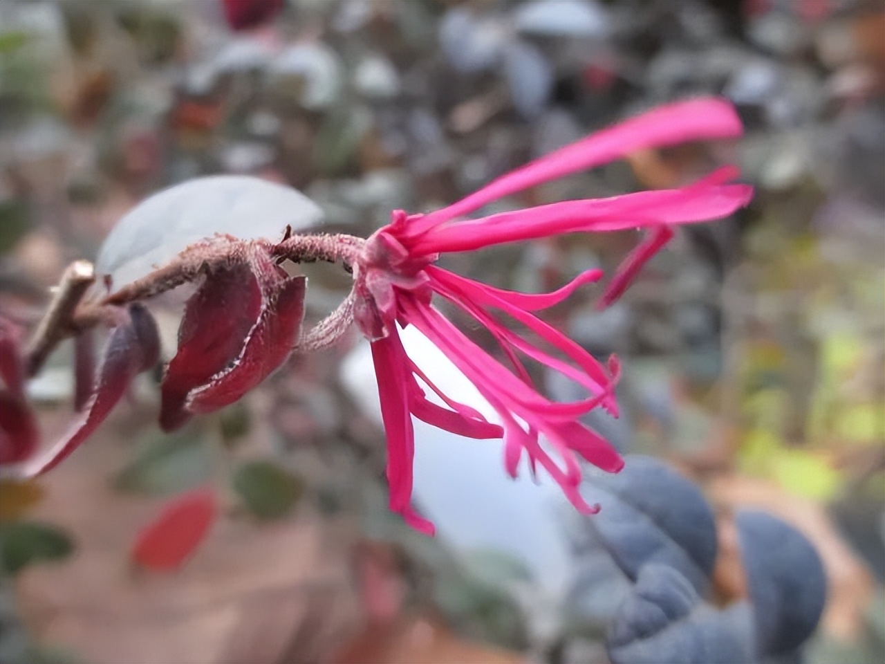 红花檵木是常年异色叶植物,红花檵木的花图片
