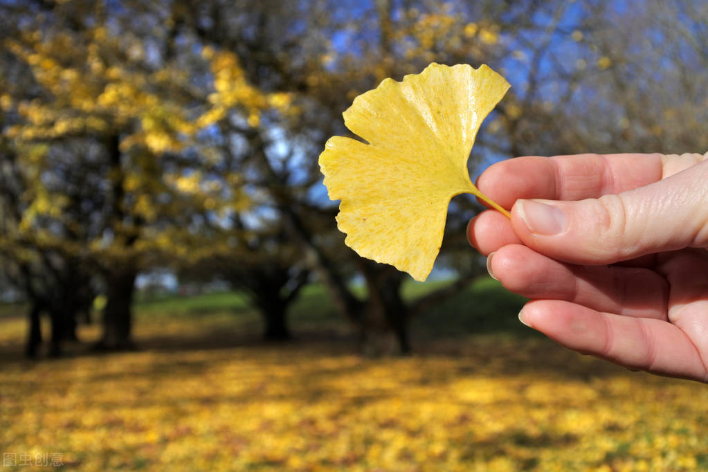 银杏为什么是最孤独的植物,最孤独的银杏