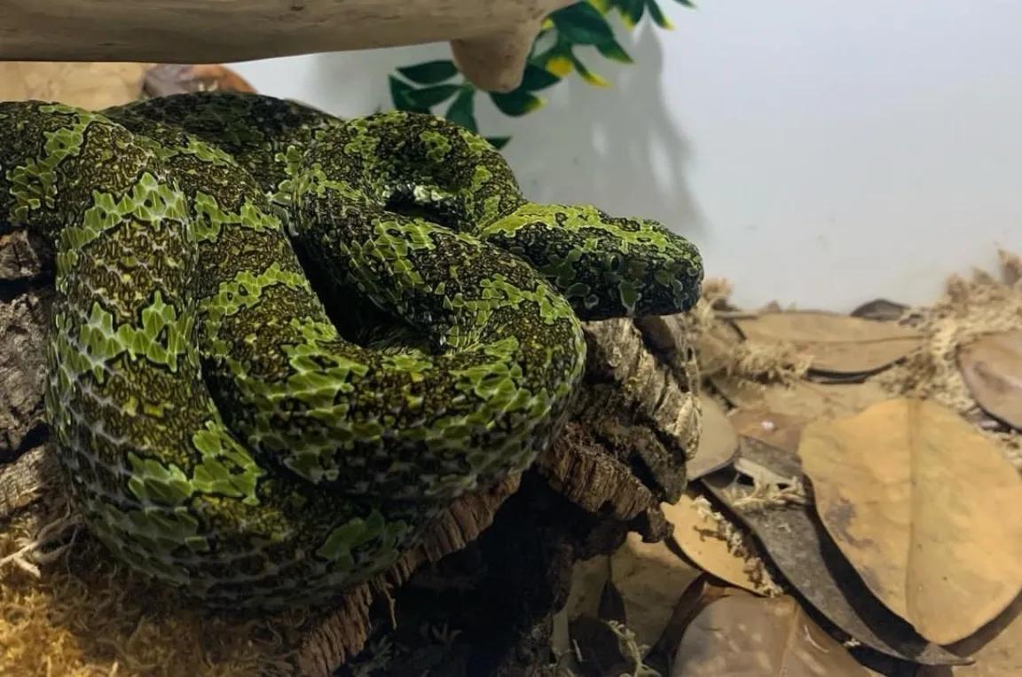 最大的莽山烙铁头蛇有多大,湖南莽山烙铁头蛇如何发现的