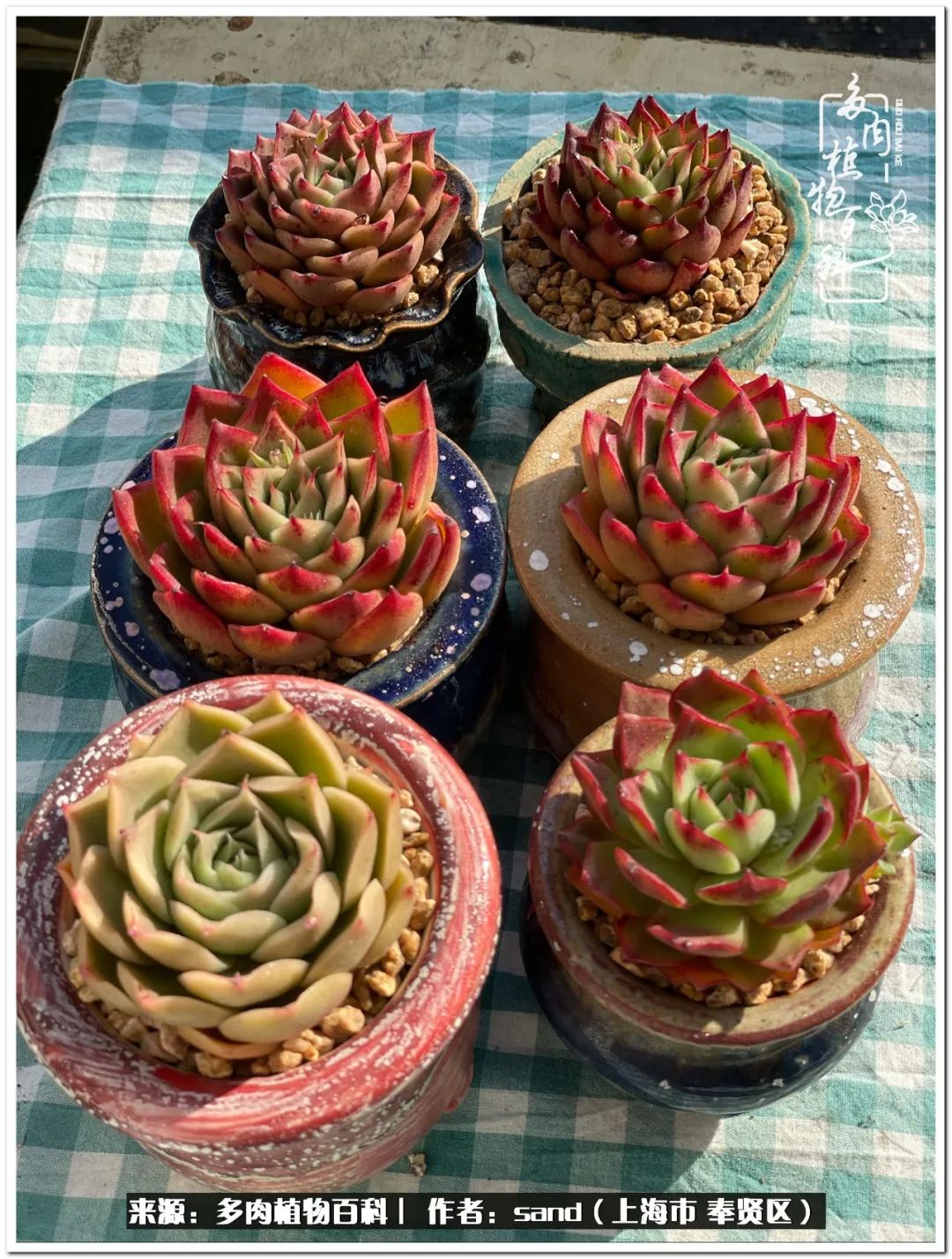 养点花草给生活添点乐趣,养点花花草草心情自然会好