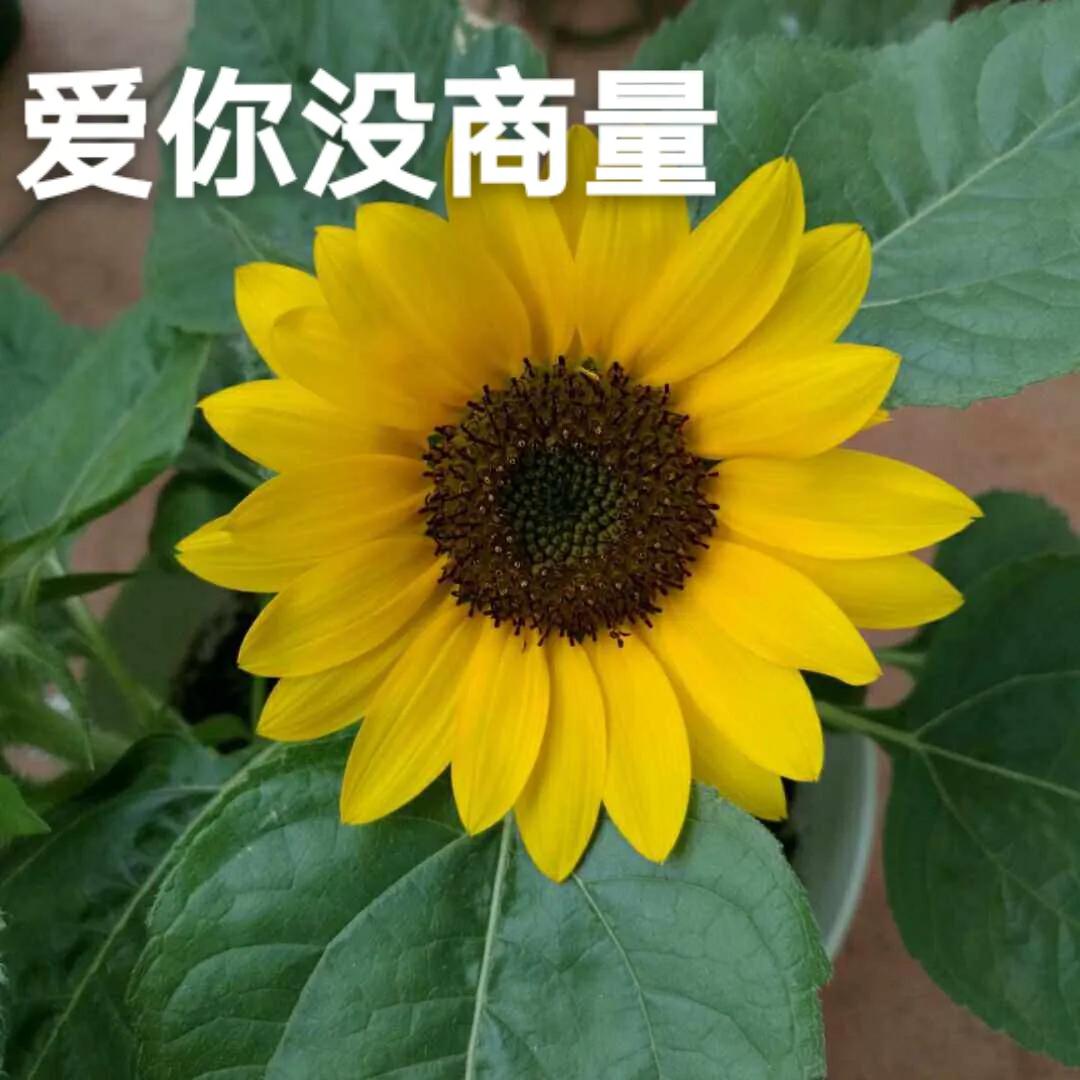 新手如何头条涨10000粉,头条新手第一天涨粉多少个正常