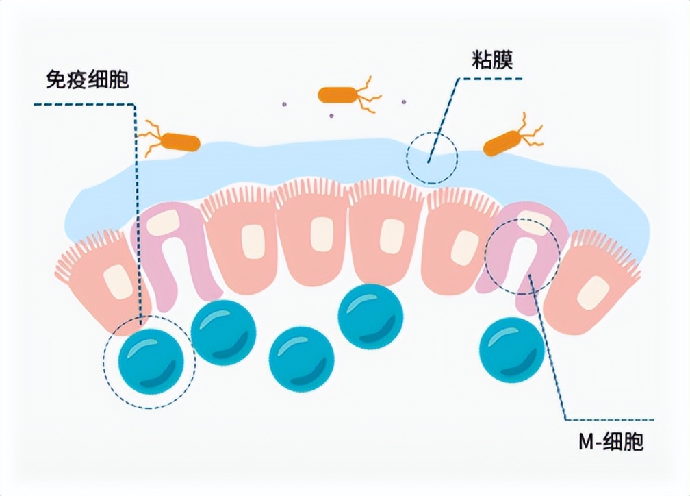 肠道粘液的作用,肠道粘液保护剂