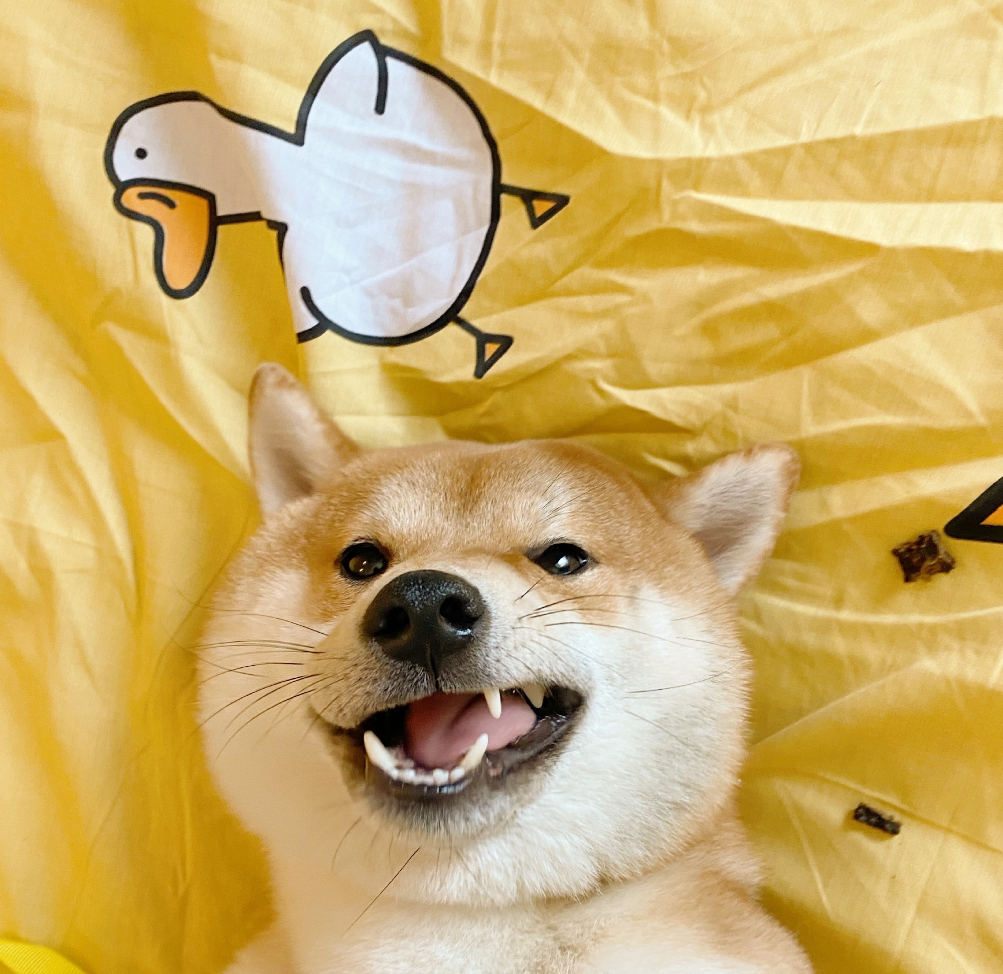 夸人的彩虹屁文案超长沙雕,发自拍搞笑文案沙雕朋友圈