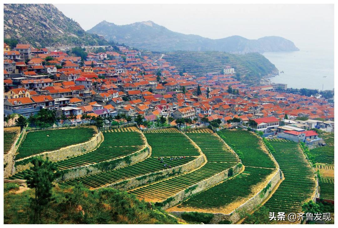 百县·百茶·百人|青岛市崂山区-崂山茶-匡新