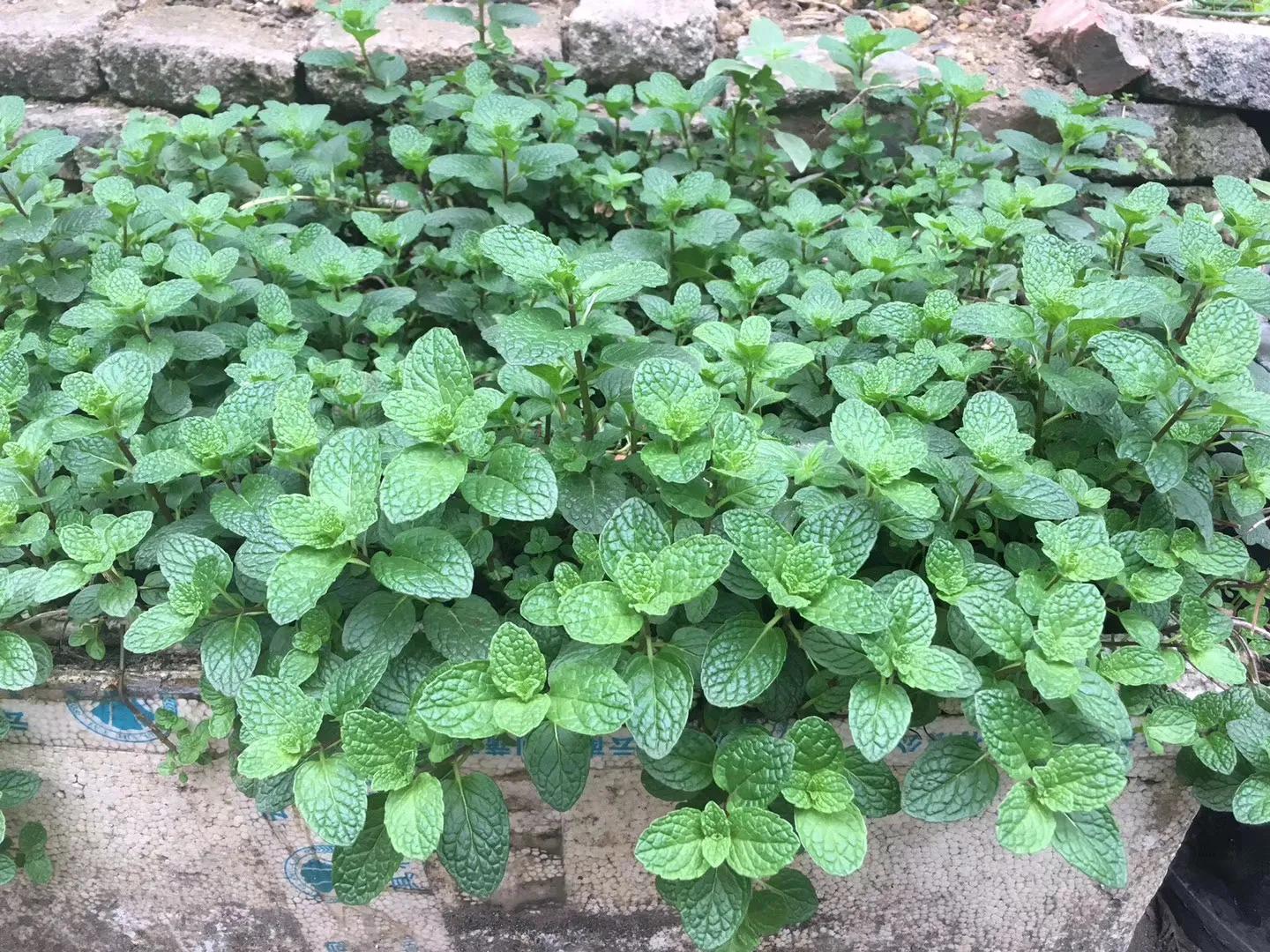 阳台种菜神器,阳台种菜怎么除虫