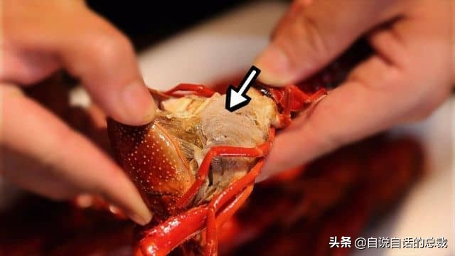 龙虾青龙和花龙区别,龙虾也是生物为什么我们要吃它
