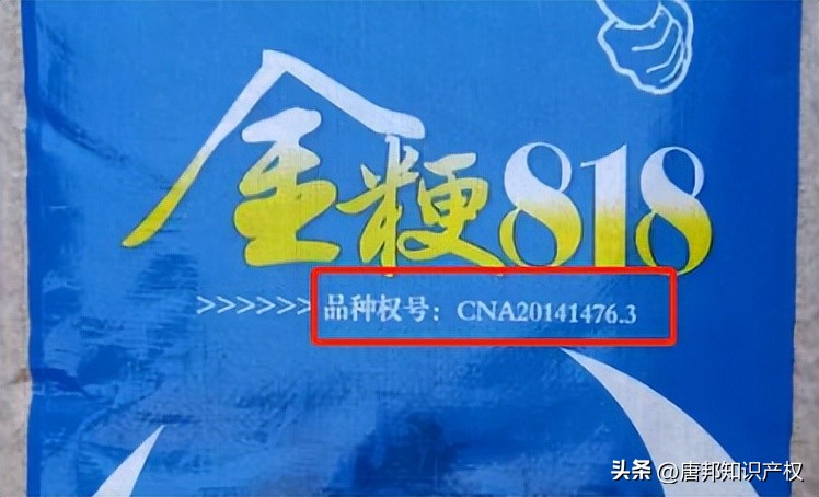 嫁接猕猴桃树也侵权?这家合作社无知吃大亏:植物也有知识产权!