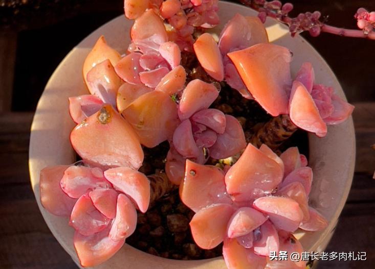 多肉彩虹糖和彩虹是一个品种吗 (多肉彩虹糖好养吗)