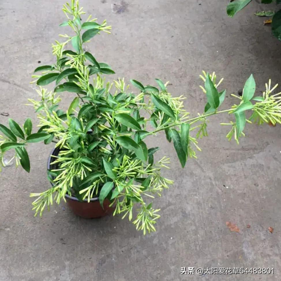 室内不宜养的十种毒花及图片,这四种家养的花有毒别当回事