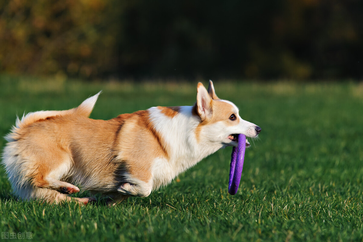 搬家后狗狗对环境不适应怎么办,狗狗到了新环境不叫是怎么回事
