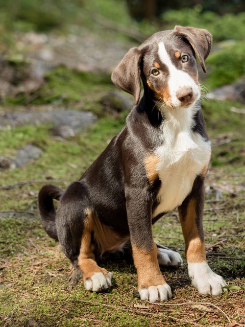 养殖100条母狗能赚多少钱,养殖土狗100只母狗一年能赚多少钱