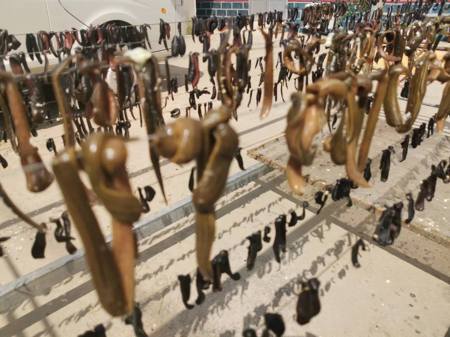 稻田里巧养水蛭助力乡村振兴,稻田养殖水蛭投资方案