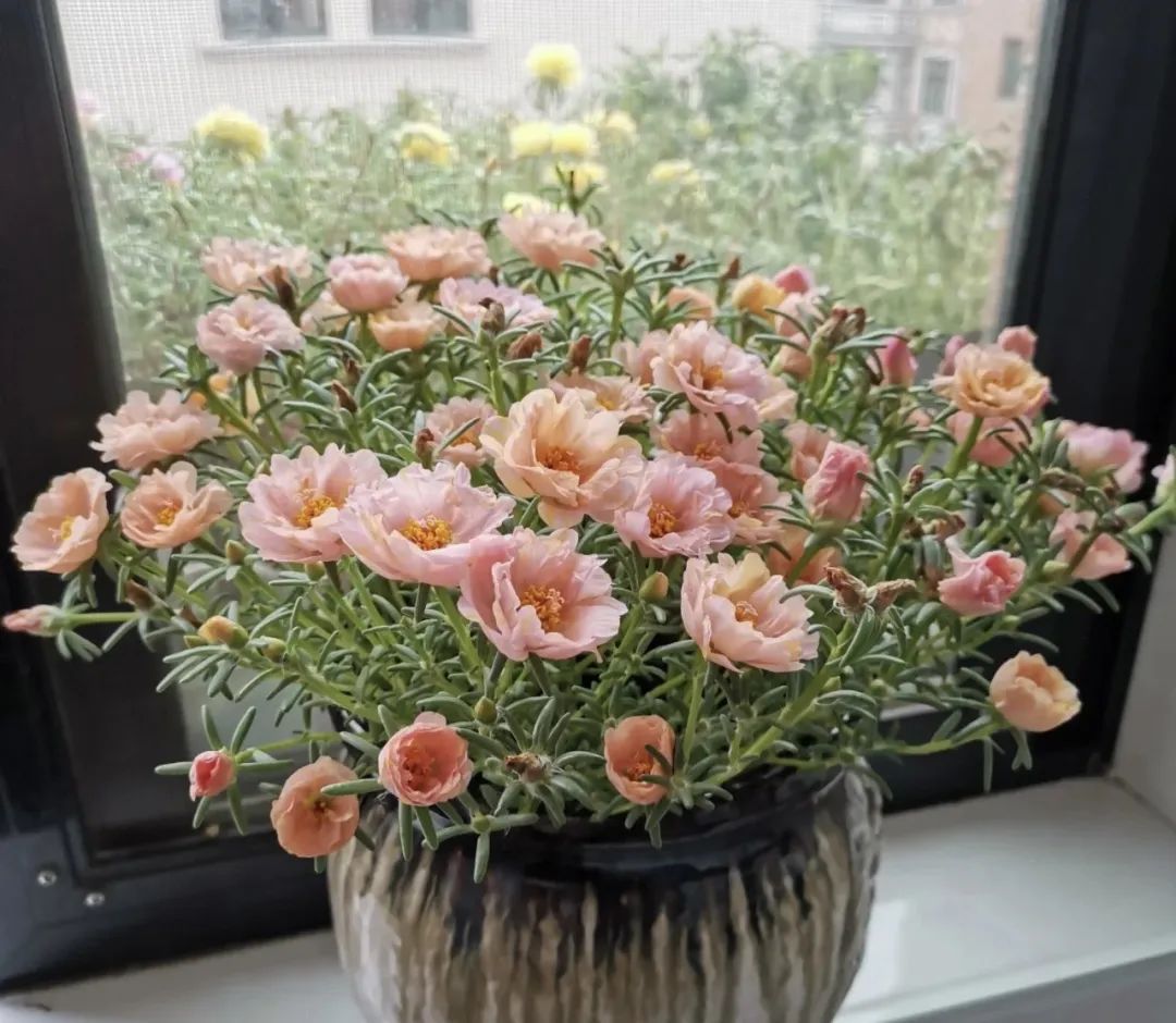 一年四季都可以开花的爆花机器,最好养的开花机器