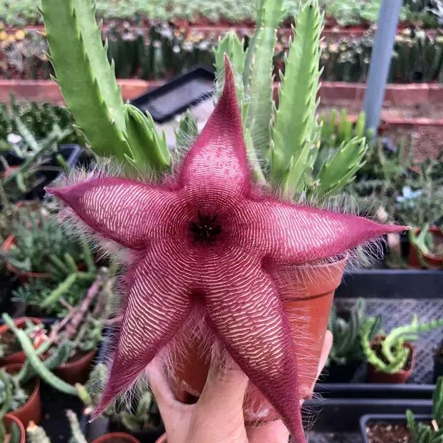 五星花有什么特点,五星花最漂亮的品种